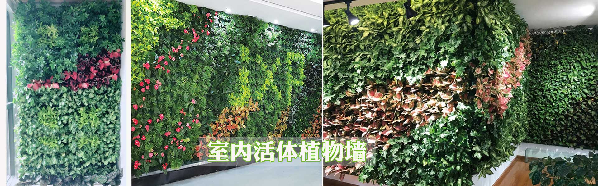 室内活体植物墙