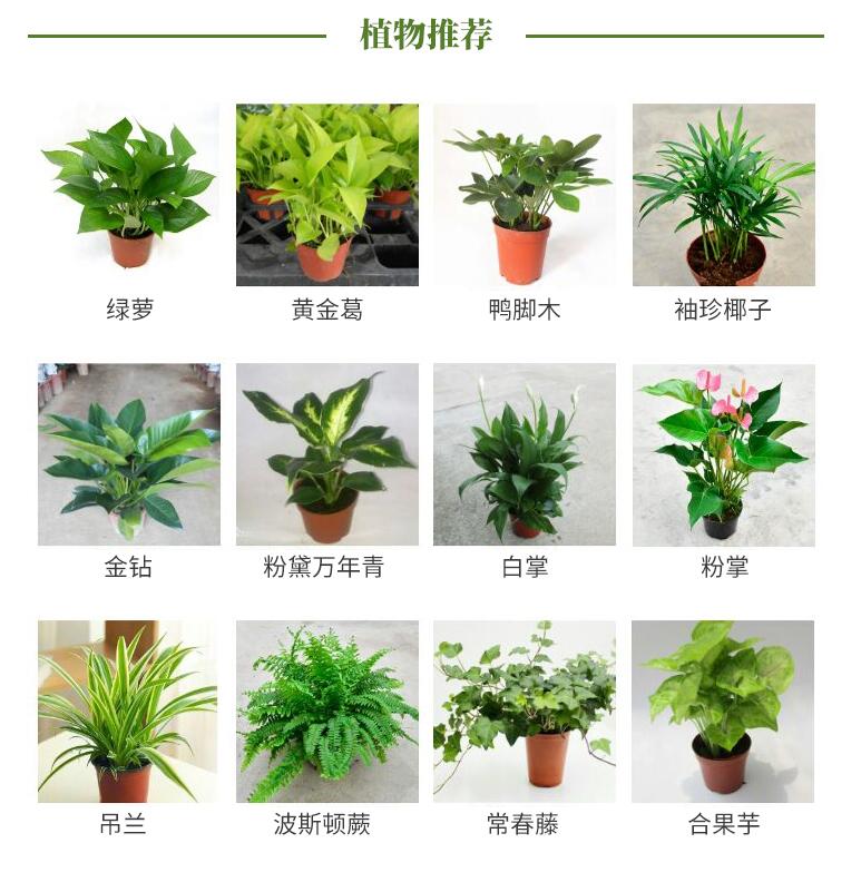 苏州活体植物墙如何选择植物？