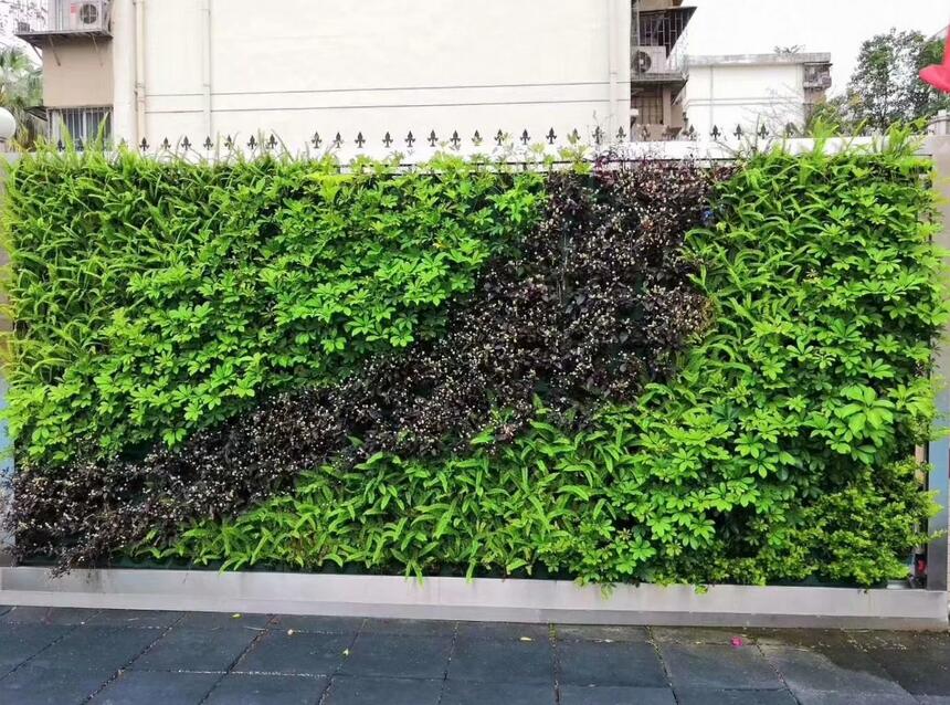 无锡室外真实植物墙