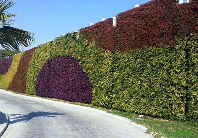 苏州市政道路植物墙效果