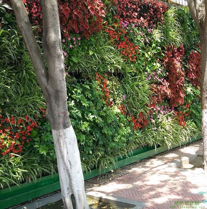 无锡人行道花草植物墙效果