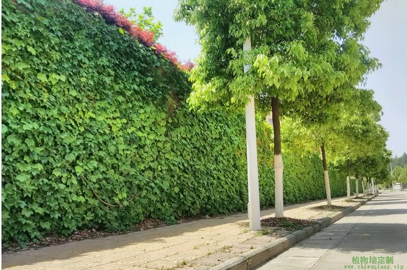 苏州校园外围墙绿植墙效果
