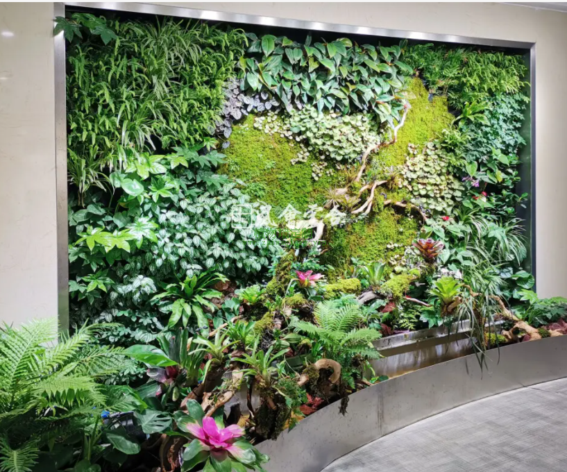 室内植物墙能活多久