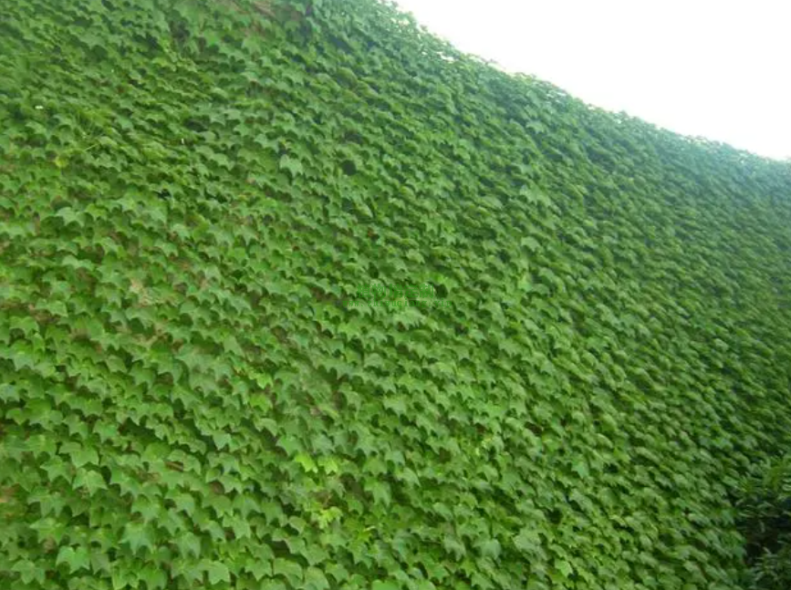 植物为什么能爬上墙？